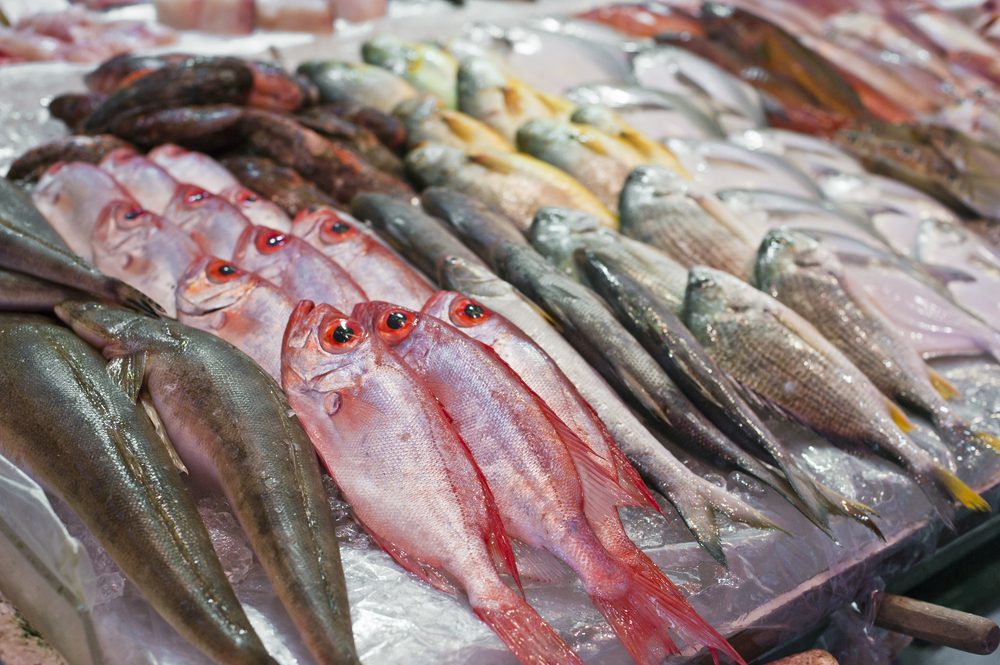 Fresh Fish Supplier Fish Store Baltimore Tropical Fish Stores In 