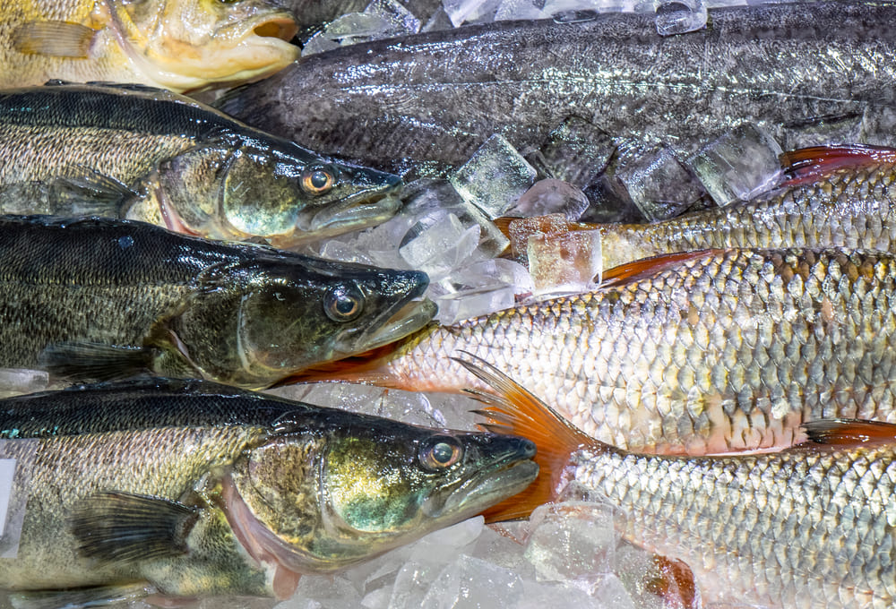 Maryland Fish Suppliers, Baltimore Fish Distributors